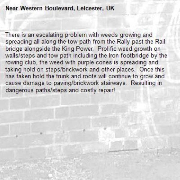 There is an escalating problem with weeds growing and spreading all along the tow path from the Rally past the Rail bridge alongside the King Power.  Prolific weed growth on walls/steps and tow path including the Iron footbridge by the rowing club, the weed with purple cones is spreading and taking hold on steps/brickwork and other places.  Once this has taken hold the trunk and roots will continue to grow and cause damage to paving/brickwork stairways.  Resulting in dangerous paths/steps and costly repair!-Western Boulevard, Leicester, UK