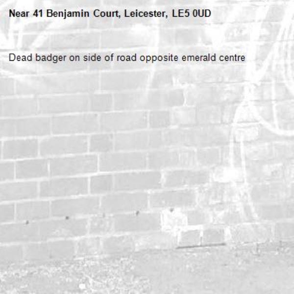 Dead badger on side of road opposite emerald centre -41 Benjamin Court, Leicester, LE5 0UD