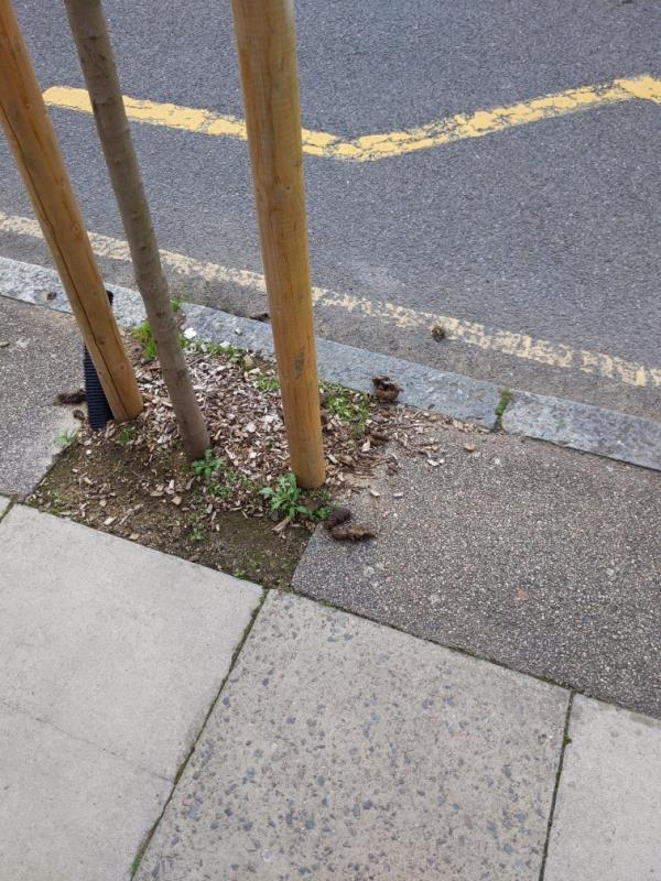 Too much dog poo right next to the primary school.-20 Wantage Road, Lee Green, SE12 8NA, England, United Kingdom