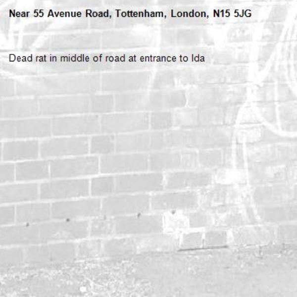 Dead rat in middle of road at entrance to Ida -55 Avenue Road, Tottenham, London, N15 5JG