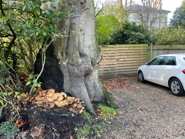 There is a large (50' high) Beech tree at the side of the road outside No. 24 Hampstead Lane which is rotten at the base and is on the point of collapse.
It needs to be removed as a matter of urgency. If it was to fall onto Hampstead Lane it could be catastrophic.-24 Hampstead Lane, Highgate, N6 4SB, England, United Kingdom