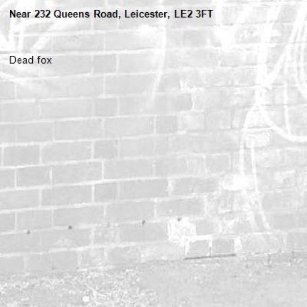 Dead fox -232 Queens Road, Leicester, LE2 3FT