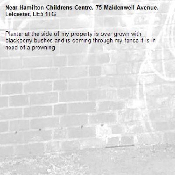 Planter at the side of my property is over grown with blackberry bushes and is coming through my fence it is in need of a prewning -Hamilton Childrens Centre, 75 Maidenwell Avenue, Leicester, LE5 1TG