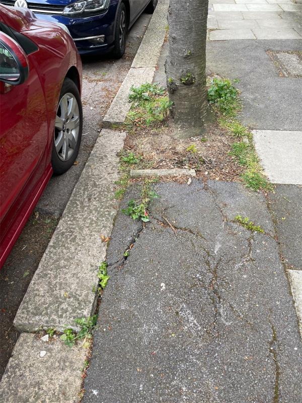 The tree roots from the TWO cherry trees are lifting the curb stones and lifting the road gulley. One tree is in front of no. 12 Princes Avenue and the second tree is in front of no. 8 Princes Avenue. The paving is also cracking and lifting but the curb stones are most severally affected and are a clear trip hazard. -12 Princes Avenue, Wood Green, London, N22 7SA