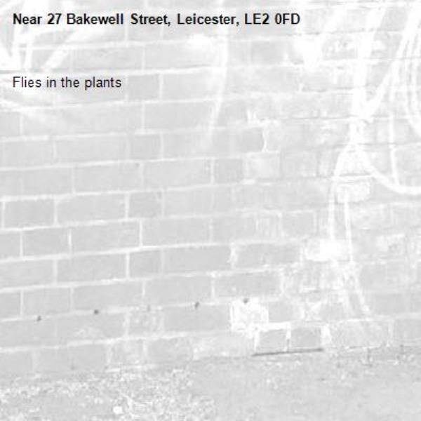 Flies in the plants-27 Bakewell Street, Leicester, LE2 0FD