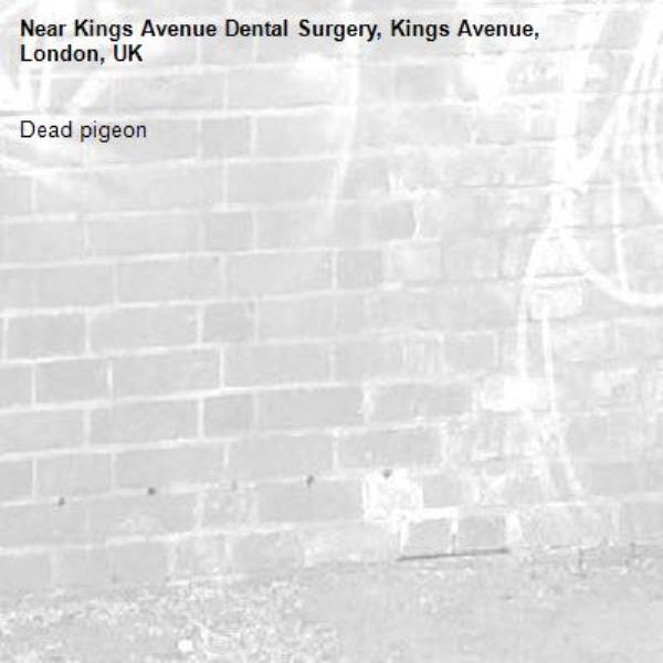 Dead pigeon -Kings Avenue Dental Surgery, Kings Avenue, London, UK