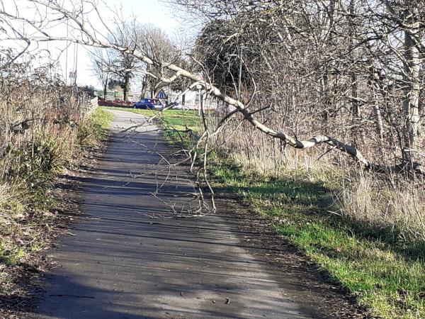 Tree is down across the cycle path  on New Road, Rustington, almost opposite Sainsburys,causing problems for cyclists and pedestrians. It will be especially dangerous after dark. -New Road, Rustington