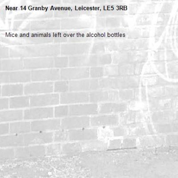 Mice and animals left over the alcohol bottles-14 Granby Avenue, Leicester, LE5 3RB