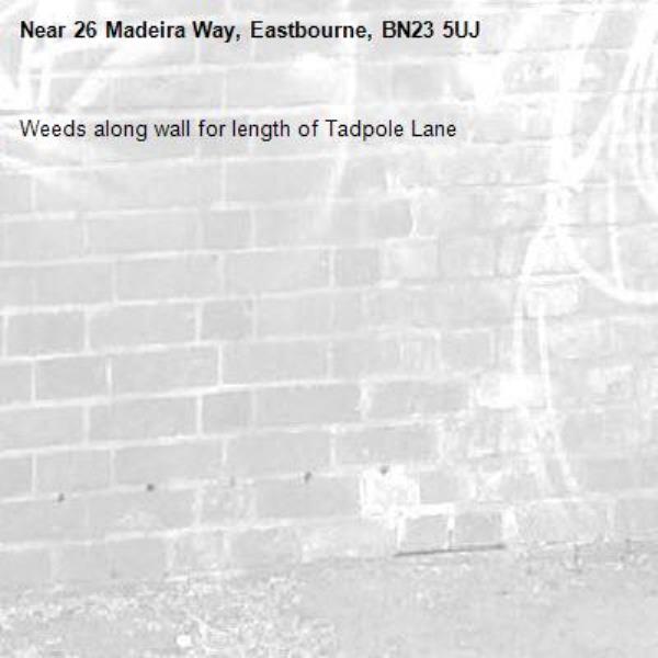 Weeds along wall for length of Tadpole Lane-26 Madeira Way, Eastbourne, BN23 5UJ