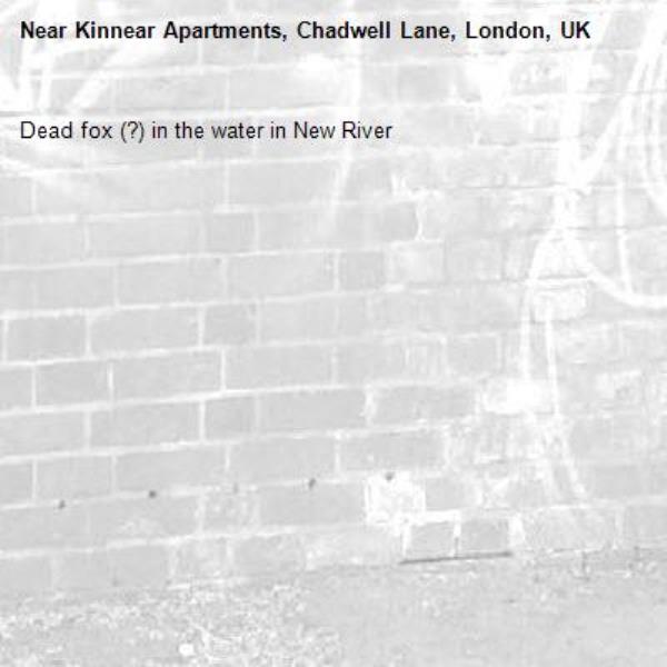 Dead fox (?) in the water in New River -Kinnear Apartments, Chadwell Lane, London, UK