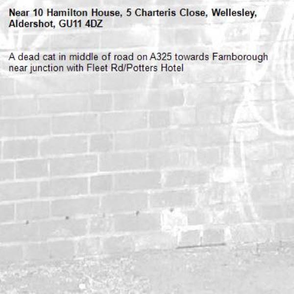 A dead cat in middle of road on A325 towards Farnborough near junction with Fleet Rd/Potters Hotel-10 Hamilton House, 5 Charteris Close, Wellesley, Aldershot, GU11 4DZ