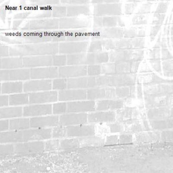 weeds coming through the pavement -1 canal walk