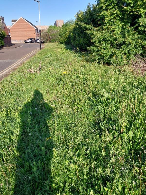 Can Newham  council arrange to have the grass cut  at Evelyn  Dennington  Road  Beckton  as it is all  overgrown  and it makes  the  road  look  bad. Thanks -67 Evelyn Denington Road, Beckton, London, E6 5YJ