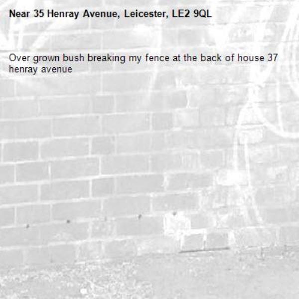Over grown bush breaking my fence at the back of house 37 henray avenue -35 Henray Avenue, Leicester, LE2 9QL