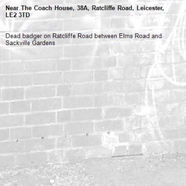 Dead badger on Ratcliffe Road between Elms Road and Sackville Gardens-The Coach House, 38A, Ratcliffe Road, Leicester, LE2 3TD