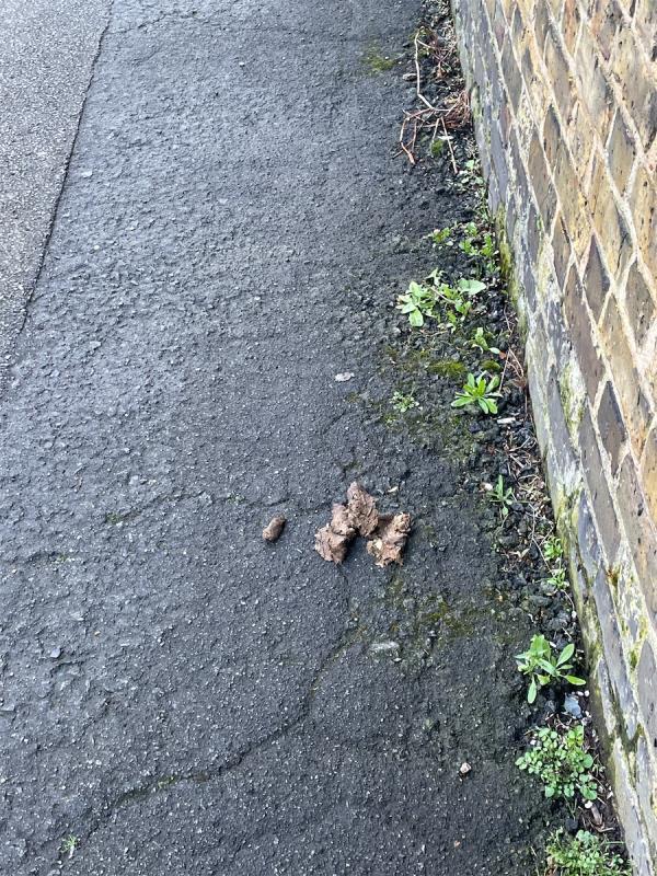 Dog fouling-10 Cemetery Road, Forest Gate, London, E7 9DG