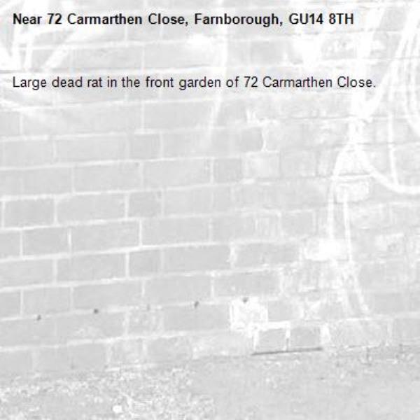Large dead rat in the front garden of 72 Carmarthen Close. -72 Carmarthen Close, Farnborough, GU14 8TH