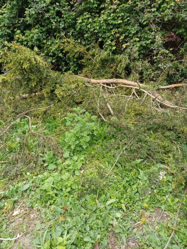 Can the council arrange for Gristwood&Tom's to collect  these  tree  branches  in Evelyn  Dennington  Road Beckton  opposite the entrance to  Begonia  Close Beckton. Thanks -4 Pembroke Road, Beckton, London, E6 5XJ