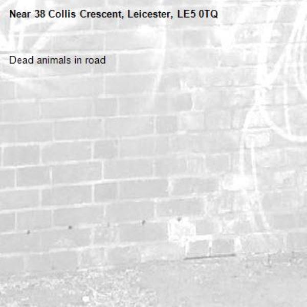 Dead animals in road-38 Collis Crescent, Leicester, LE5 0TQ