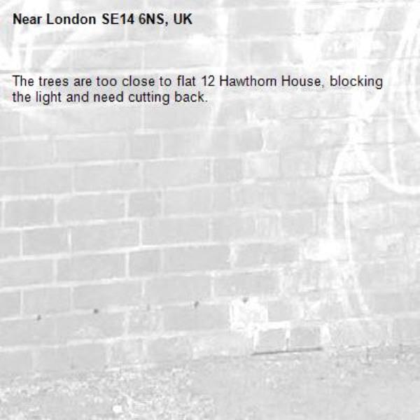 The trees are too close to flat 12 Hawthorn House, blocking the light and need cutting back.-London SE14 6NS, UK