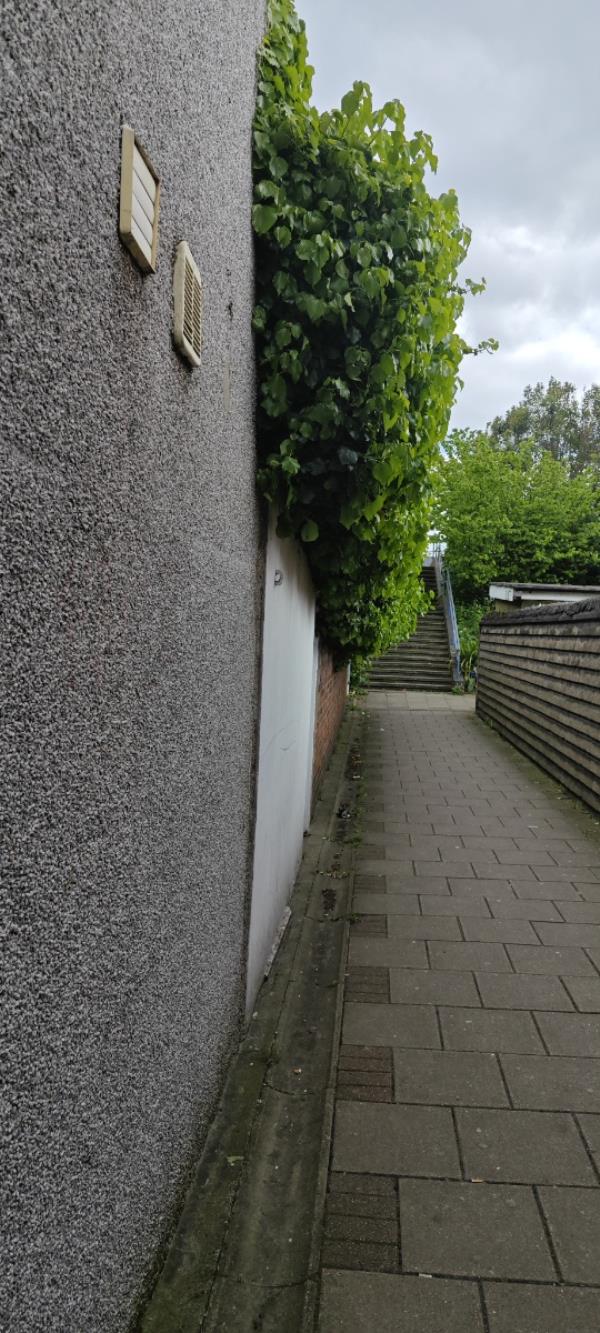 Overgrown hedge causing obstruction and narrowing path for people to pass each other. -53 Cobham Road, Wood Green, London, N22 6RP