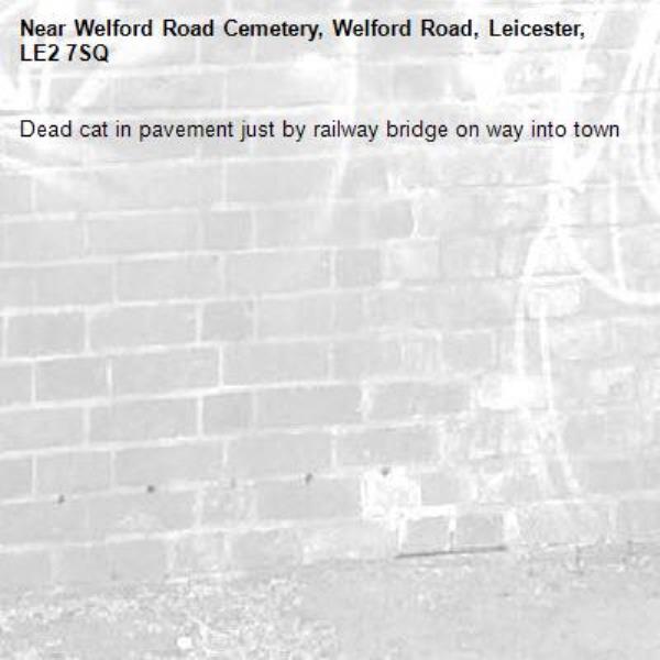 Dead cat in pavement just by railway bridge on way into town -Welford Road Cemetery, Welford Road, Leicester, LE2 7SQ