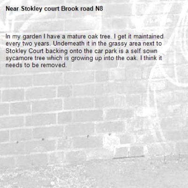 In my garden I have a mature oak tree. I get it maintained every two years. Underneath it in the grassy area next to Stokley Court backing onto the car park is a self sown sycamore tree which is growing up into the oak. I think it needs to be removed. -Stokley court Brook road N8