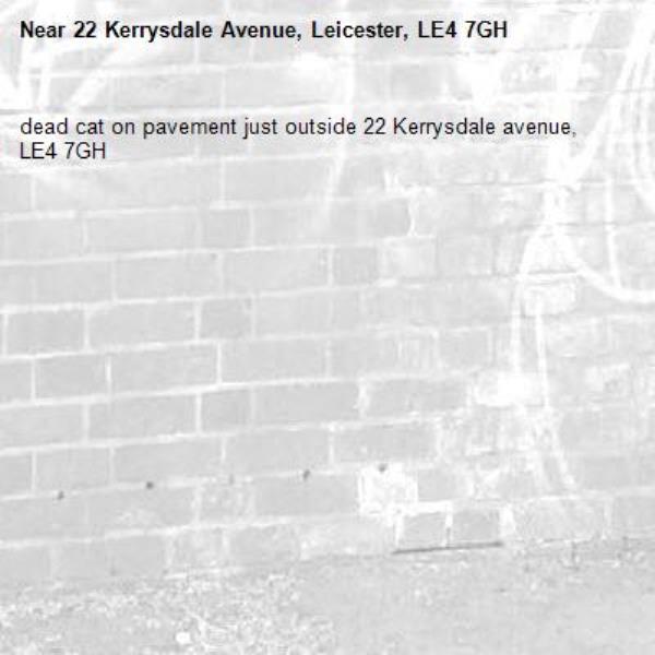 dead cat on pavement just outside 22 Kerrysdale avenue, LE4 7GH-22 Kerrysdale Avenue, Leicester, LE4 7GH