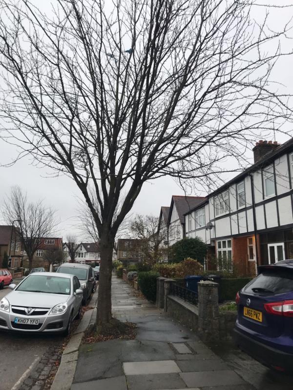 Overgrown tree branches from a street tree are close to a building at 17 Briarbank Road and need to be trimmed back -17 Briarbank Road, West Ealing, W13 0HH