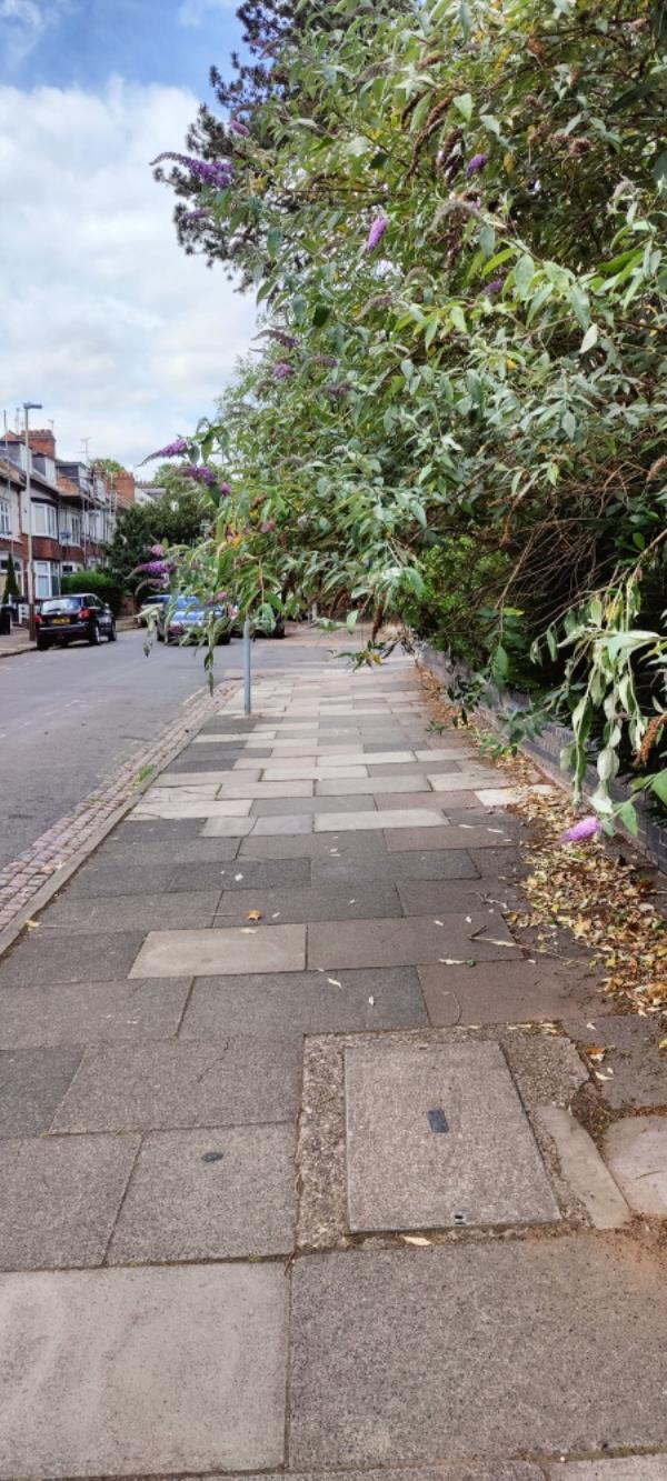 Buddleia overhanging pavement-96 Westcotes Drive, Leicester, LE3 0QS