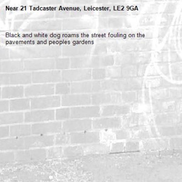 Black and white dog roams the street fouling on the pavements and peoples gardens -21 Tadcaster Avenue, Leicester, LE2 9GA
