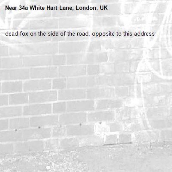 dead fox on the side of the road, opposite to this address-34a White Hart Lane, London, UK