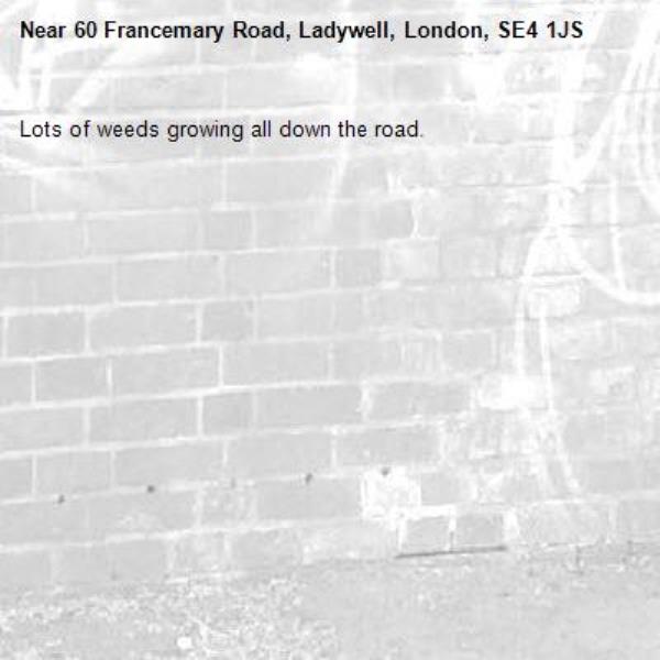 Lots of weeds growing all down the road. -60 Francemary Road, Ladywell, London, SE4 1JS