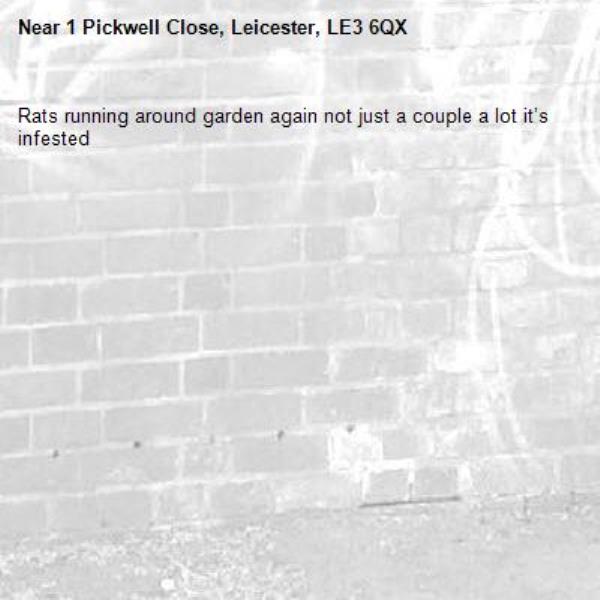 Rats running around garden again not just a couple a lot it’s infested -1 Pickwell Close, Leicester, LE3 6QX