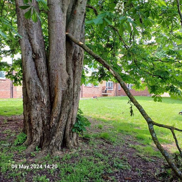Please Remove Fallen Tree branch to Rear of Block-Wakelin House, Brockley Park, London, SE23 1PU