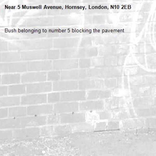 Bush belonging to number 5 blocking the pavement -5 Muswell Avenue, Hornsey, London, N10 2EB
