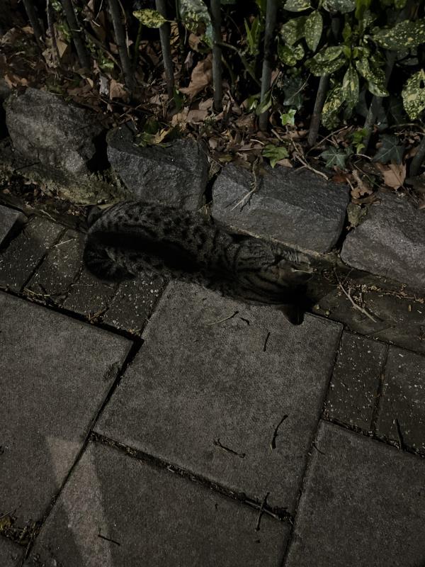 Dead cat. Grey/black tabbie. -148 Middle Lane, Hornsey, London, N8 7LA