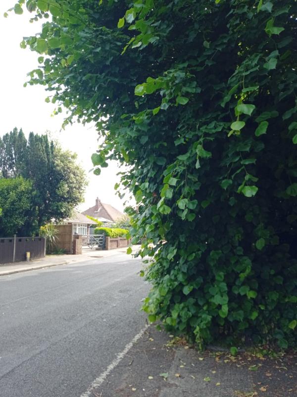 Lime tree outside entrance to West Tarring Rectory has excessive low level growth dangerously obstructing visibility exiting onto Glebe Road -9 Glebe Road, Worthing, BN14 7PF