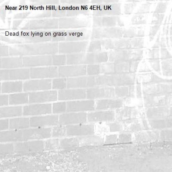 Dead fox lying on grass verge-219 North Hill, London N6 4EH, UK