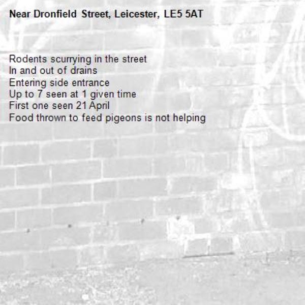 Rodents scurrying in the street 
In and out of drains
Entering side entrance 
Up to 7 seen at 1 given time 
First one seen 21 April 
Food thrown to feed pigeons is not helping -Dronfield Street, Leicester, LE5 5AT