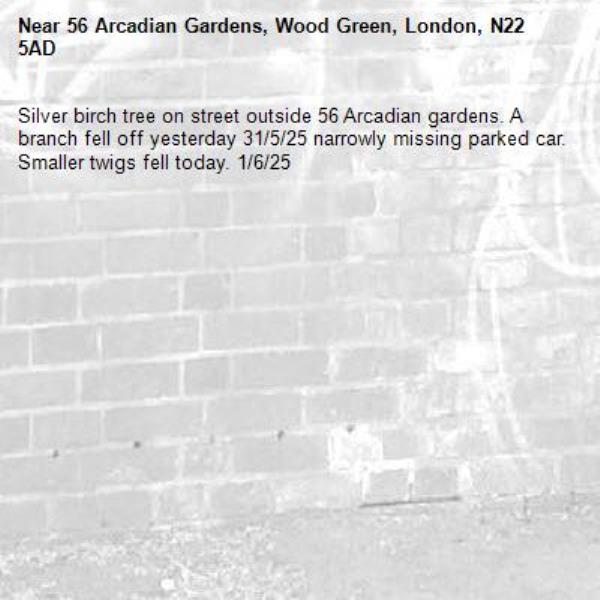 Silver birch tree on street outside 56 Arcadian gardens. A branch fell off yesterday 31/5/25 narrowly missing parked car. Smaller twigs fell today. 1/6/25-56 Arcadian Gardens, Wood Green, London, N22 5AD