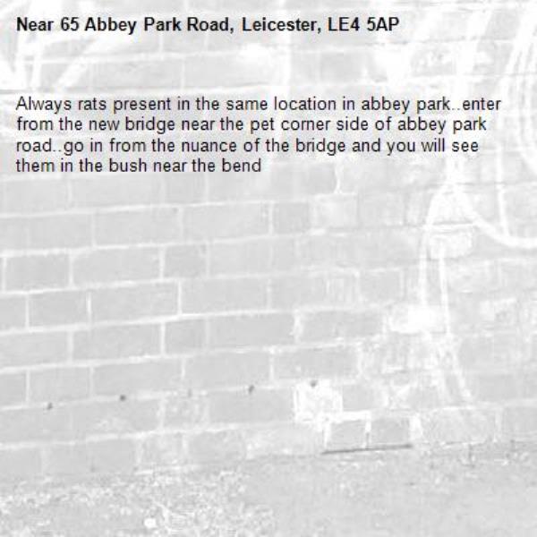 Always rats present in the same location in abbey park..enter from the new bridge near the pet corner side of abbey park road..go in from the nuance of the bridge and you will see them in the bush near the bend -65 Abbey Park Road, Leicester, LE4 5AP
