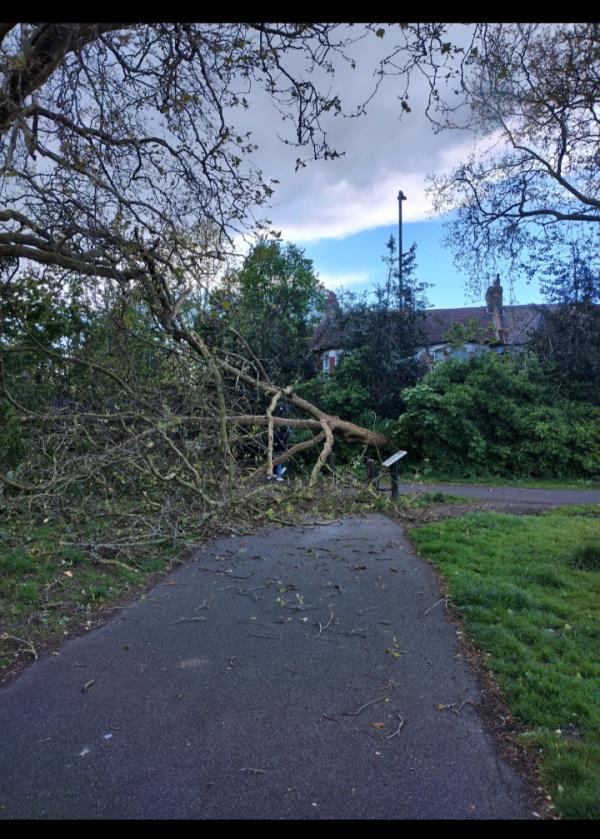 Fallen tree. A mini tornado wind swept through this afternoon around 5pm, Monday 15/4/2024 it appears to have uprooted a small tree, in Downhills park, entrance Langham road,  north London, N17 UK.-49 Belmont Road, Tottenham, London, N17 6AT
