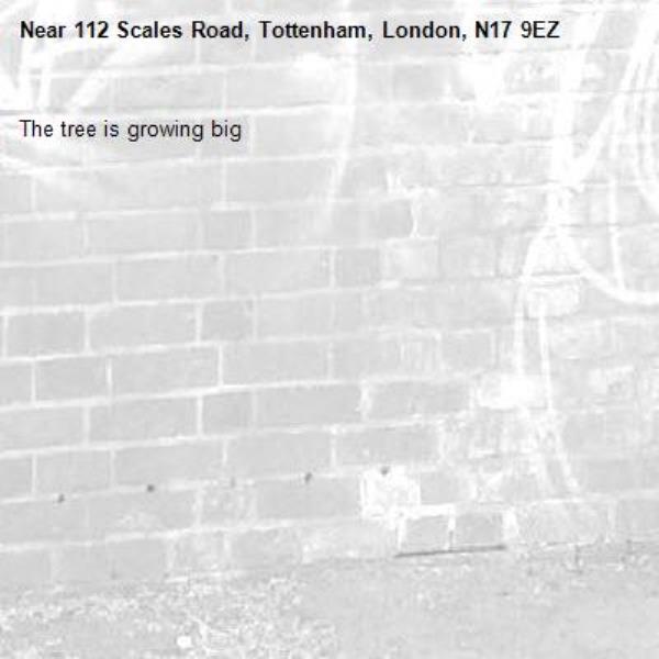 The tree is growing big -112 Scales Road, Tottenham, London, N17 9EZ