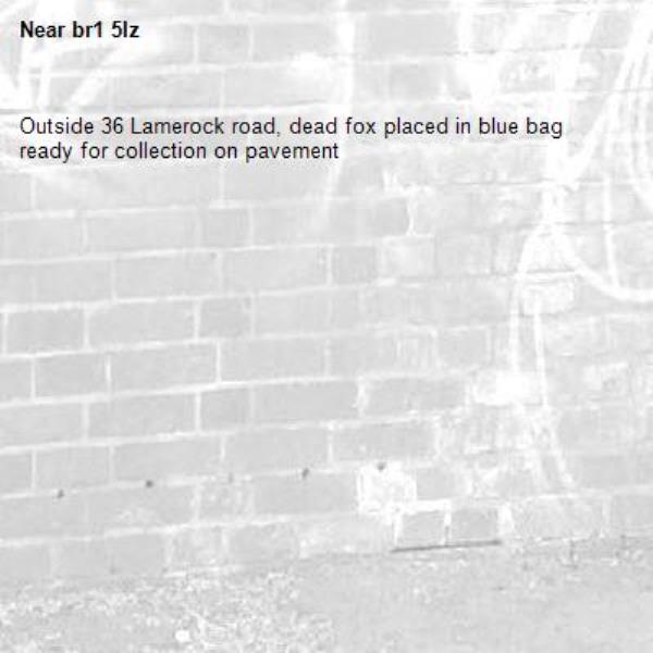 Outside 36 Lamerock road, dead fox placed in blue bag ready for collection on pavement-br1 5lz