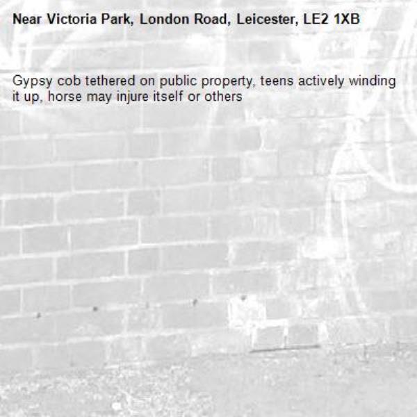 Gypsy cob tethered on public property, teens actively winding it up, horse may injure itself or others -Victoria Park, London Road, Leicester, LE2 1XB