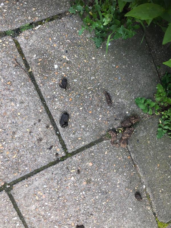 Pleas clear dog fouling-8 Southover, Bromley, BR1 4RT