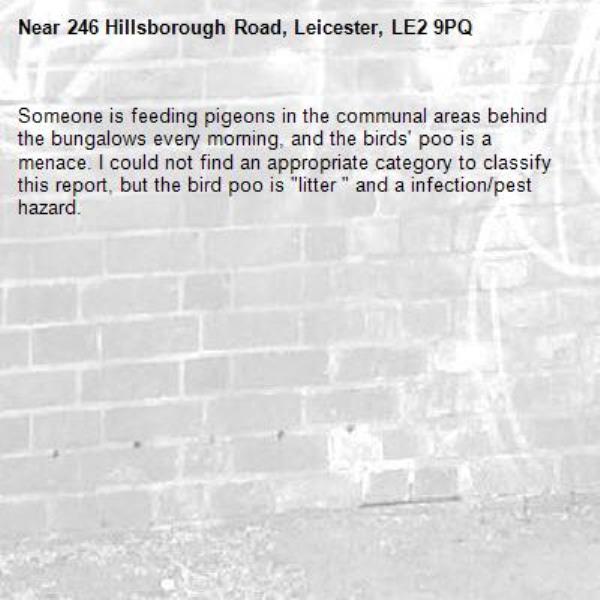 Someone is feeding pigeons in the communal areas behind the bungalows every morning, and the birds&#39; poo is a menace. I could not find an appropriate category to classify this report, but the bird poo is &quot;litter &quot; and a infection/pest hazard. -246 Hillsborough Road, Leicester, LE2 9PQ