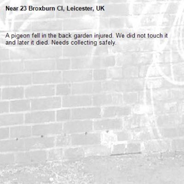 A pigeon fell in the back garden injured. We did not touch it and later it died. Needs collecting safely.-23 Broxburn Cl, Leicester, UK