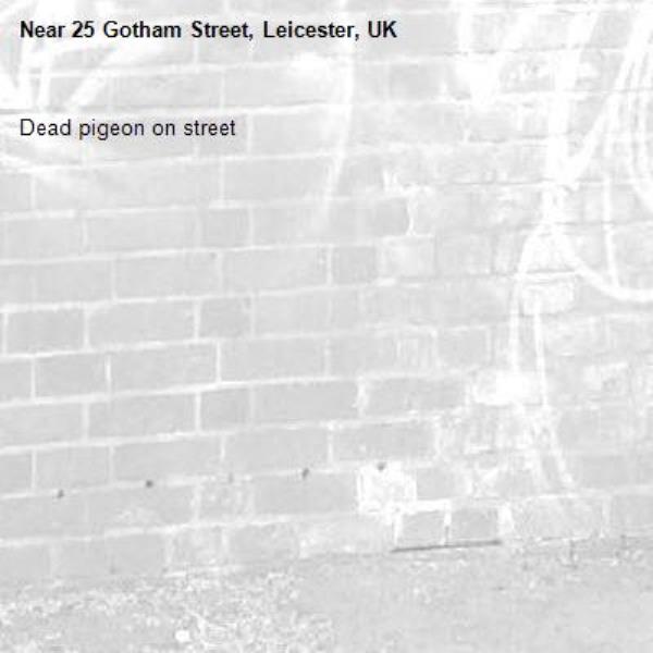 Dead pigeon on street -25 Gotham Street, Leicester, UK